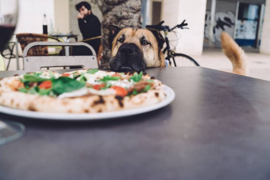Funny lovely pet standing near table with tasty pizza feeling hungry and waiting to be feeded, cute dog looking at delicious italian mozzarella with tomatoes and basil on restaurant terrace