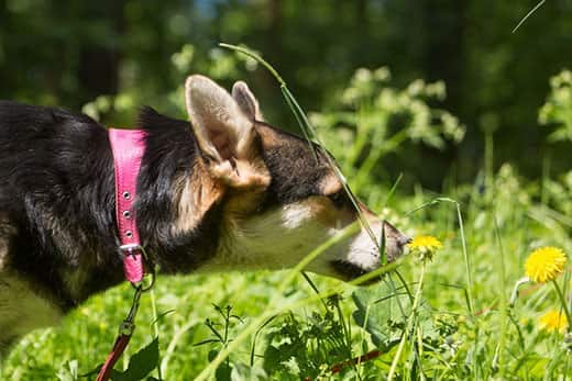 German shepherd mixed breed in pink collar sniffs flowers.