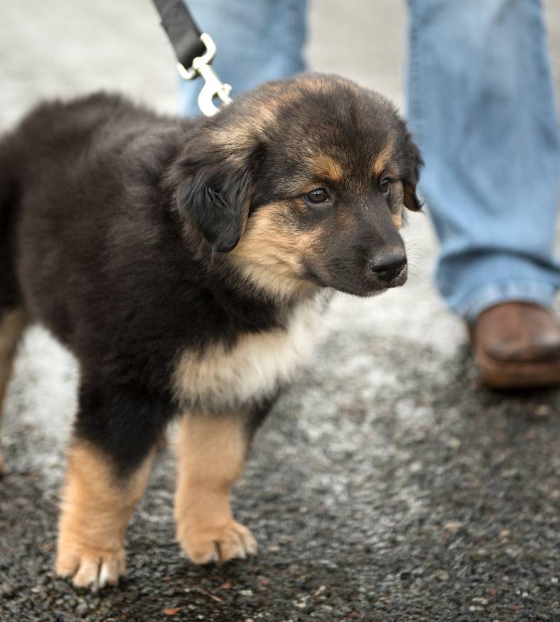 German Shepherd puppy on a leash outside.
