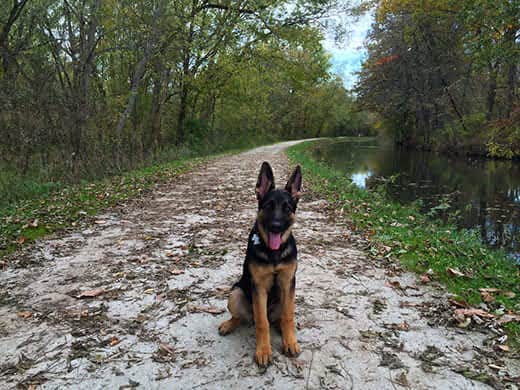 German shepherd puppy sitting on woodsy trail.