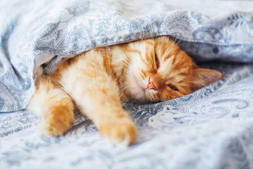 Orange tabby cat laying underneath blue paisley bed sheets.
