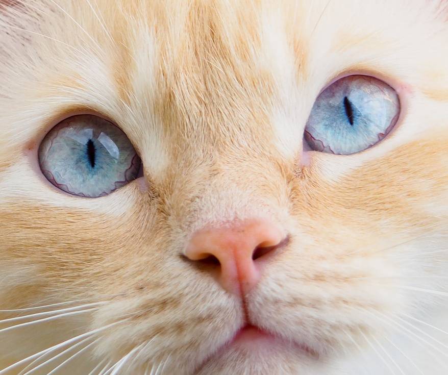 Close-up of a ginger cat with big blue eyes.