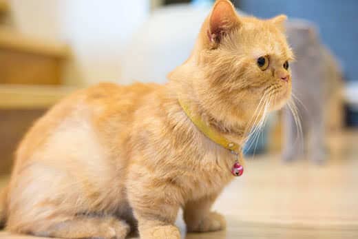 ginger munchkin cat