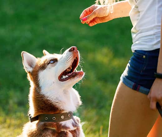 Girl holding a treat in her hand as her husky looks up in anticipation.