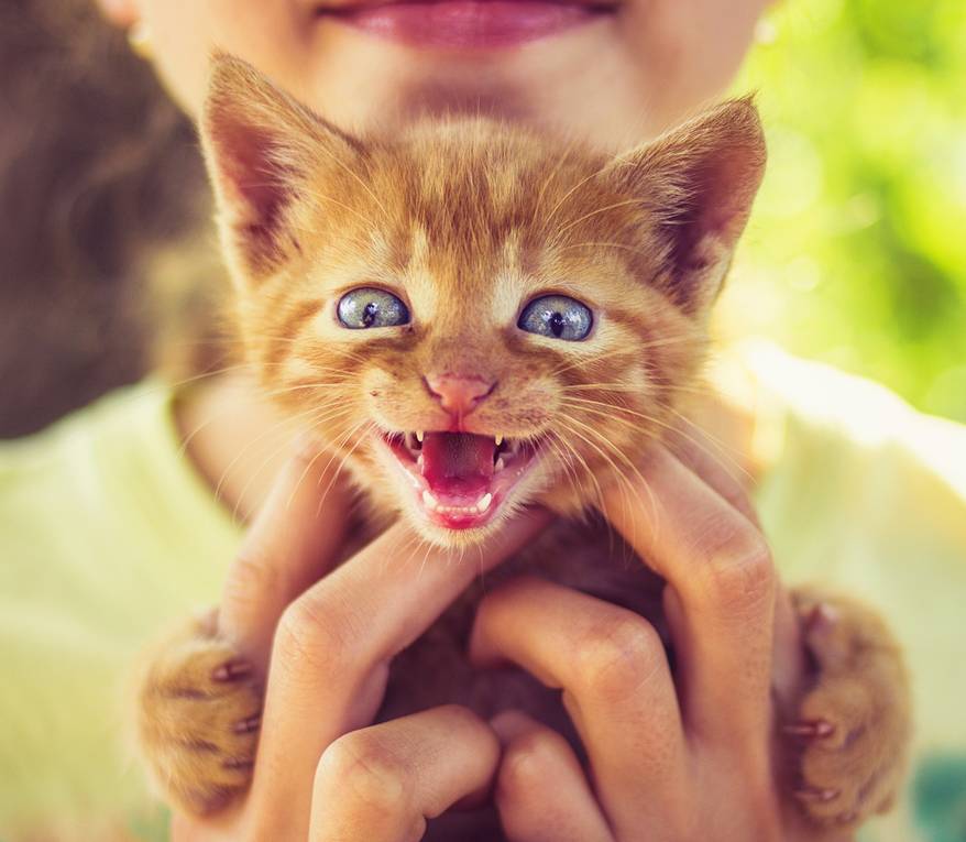 Girl holding meowing kitten in her hands