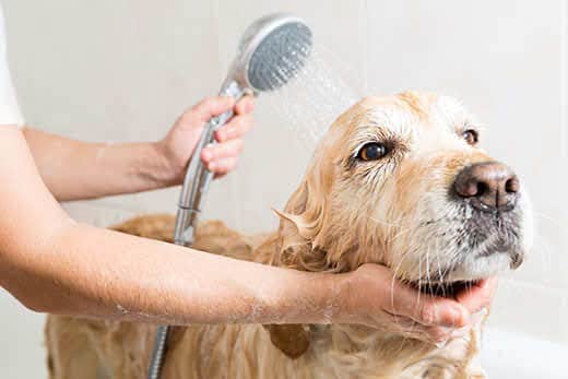 Golden retriever getting bathed.