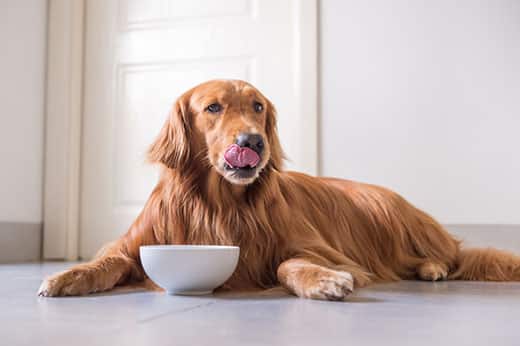 Golden retriever laying behind white bowl licking lips.