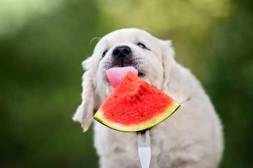 Golden retriever puppy licks watermelon slice being held out on a fork.