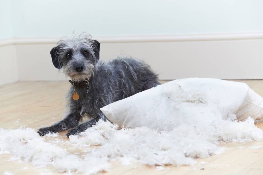 Scruffy gray dog next to a pillow with fluff coming out of it.