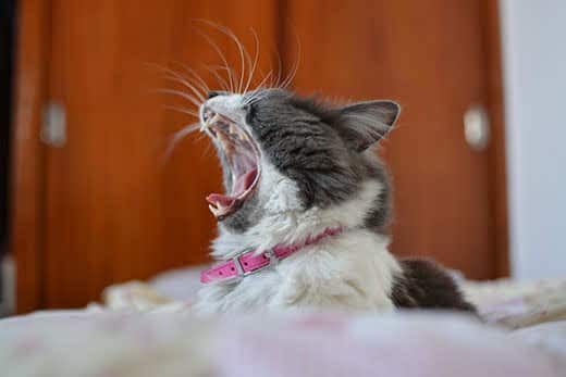 Gray and white cat in pink collar yawning.