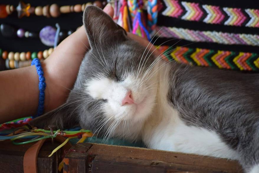 Happy cat with eyes closed sitting on a jewelry display while a person scratches her ears