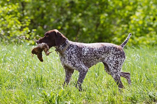 Brown and white hunting dog carrying a dead water fowl across a field.