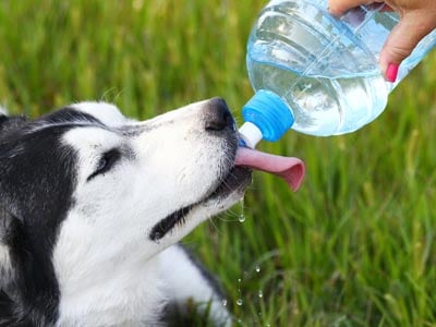 Thirsty Husky dog drinking from water bottle held by a woman