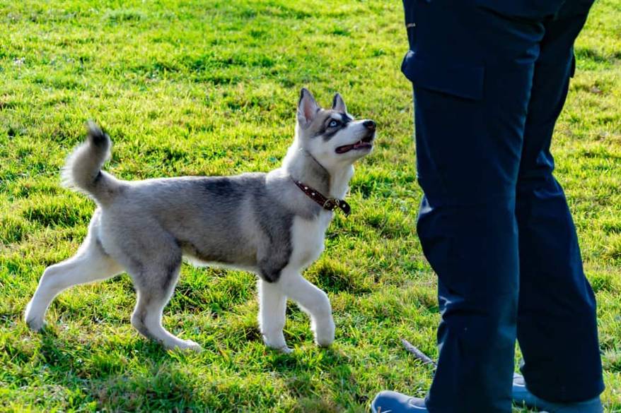 Puppy husky looks up at owner while circling in the grass.