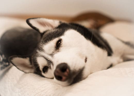 Close-up of husky lying on its side on a bed.