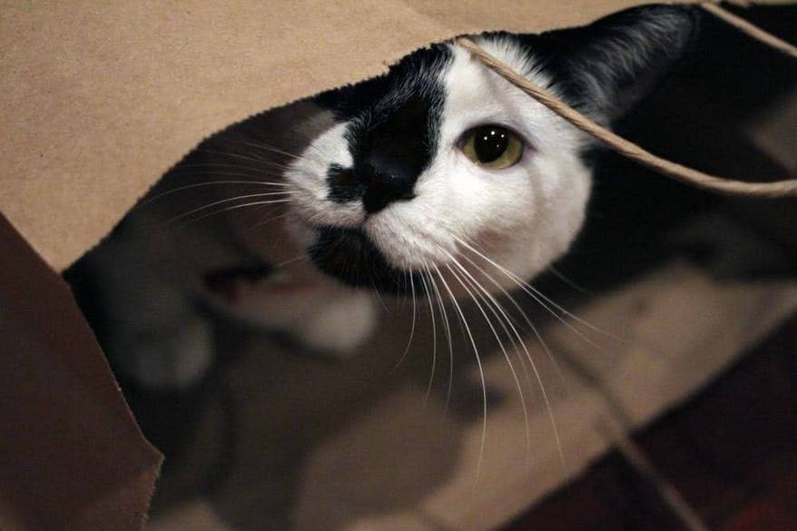 black and white cat hiding inside a paper bag