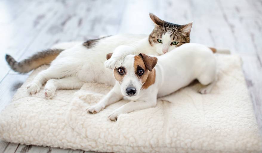 Jack Russell Terrier and cat snuggle on big pet pillow.
