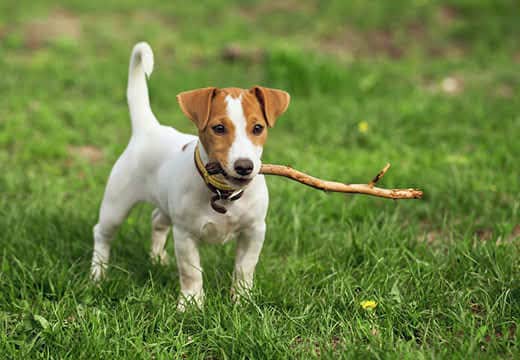 Jack Russell puppy with stick in mouth standing in grass.