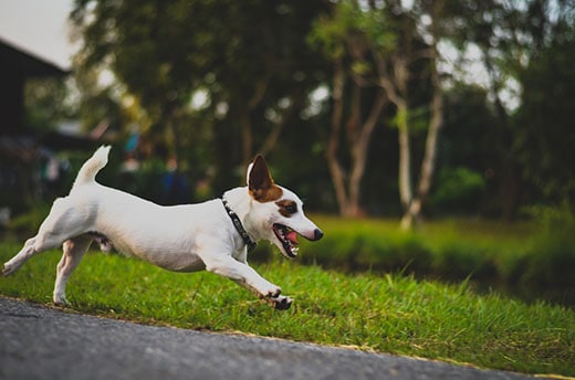 Jack Russell terrier in collar running down a paved path.