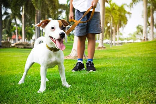 Jack Russell mix dog with owner and leather leash ready to go for a walk in the park.