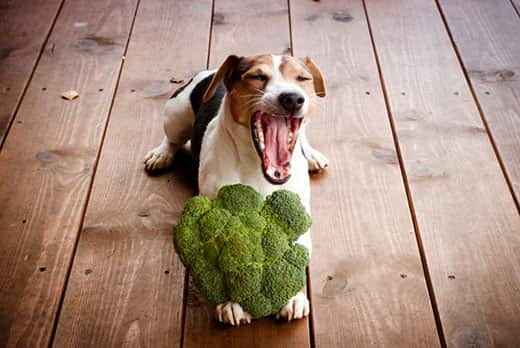 Jack Russell terrier dog lying on the wooden floor yawns with broccoli between paws.