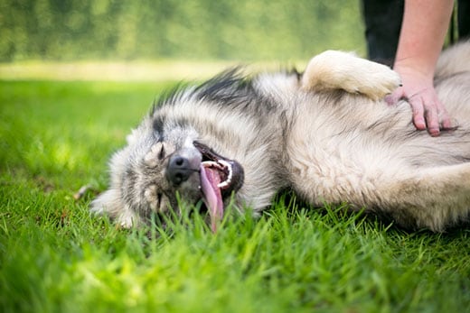 A Keeshond dog lying in the grass receiving a belly rub