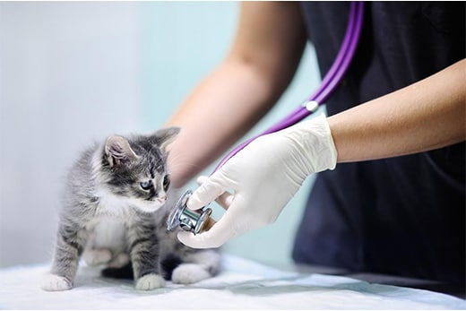 Kitten being examined by a vet