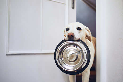 Yellow lab mix stands with ears back and a silver bowl in mouth in the kitchen.