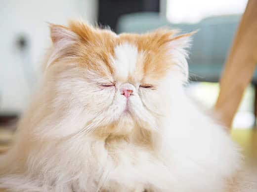 A long hair orange and white Persian cat with their eyes closed.