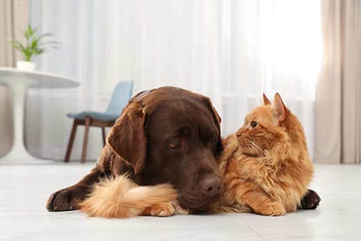 Fluffy orange cat lays on ground next to chocolate lab.