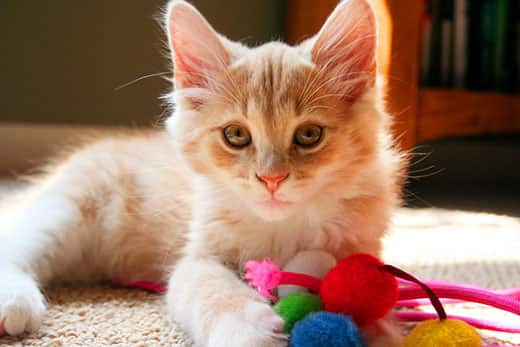 Orange and white kitten lays on the ground with a cat toy.
