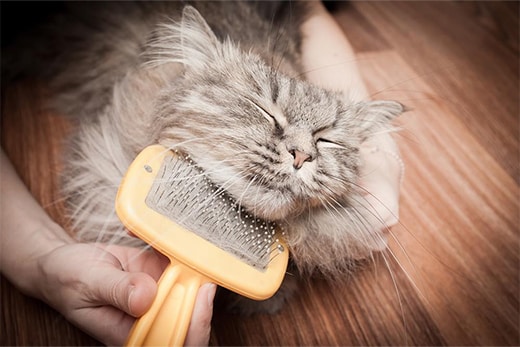 Owner brushing his cat