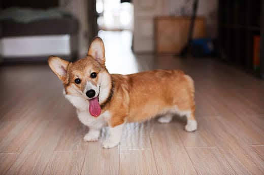 Pembroke Welsh Corgi puppy standing on wood floor with tongue out.
