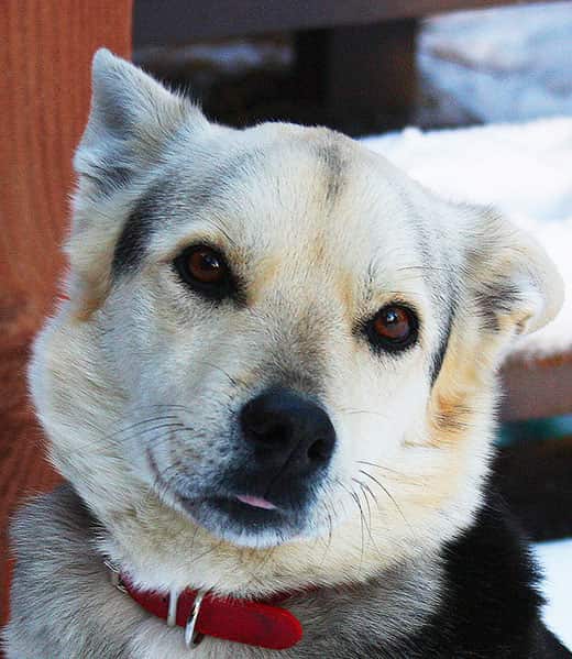 Profile of sled dog smiling with tongue out.