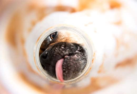 Pug licking the inside of a peanut butter jar