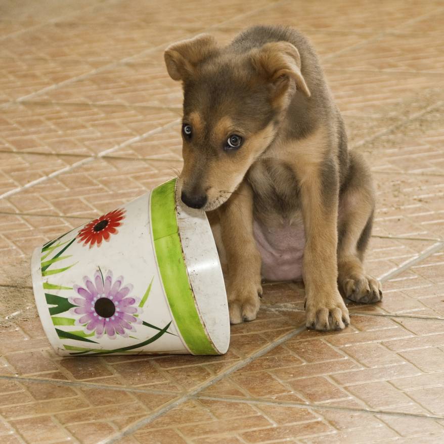 Puppy looking guilty next to flowered bucket.