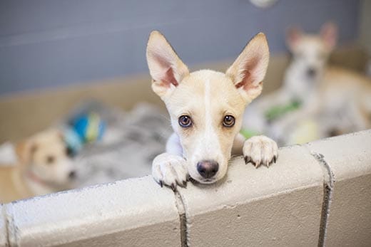 Puppy looking over a wall, with littermates in background.