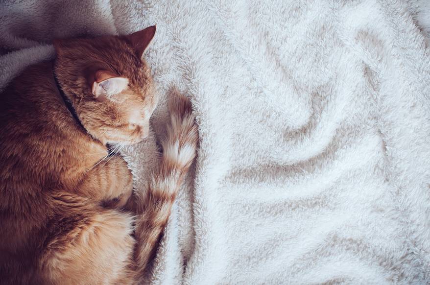 Big red cat sleeping on a soft beige blanket
