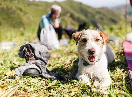 Scruffy looking dog lying in mountain grass with campsite blurred in background
