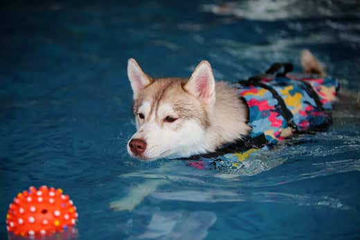 Siberian husky wearing a life vest swims after an orange ball in pool.