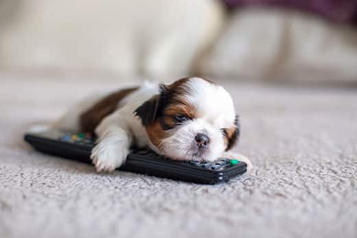 Small black, white, and brown puppy laying on a television remote.