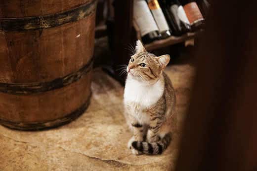 Striped cat sitting next to wine barrel, bottles of win blurred in background. 