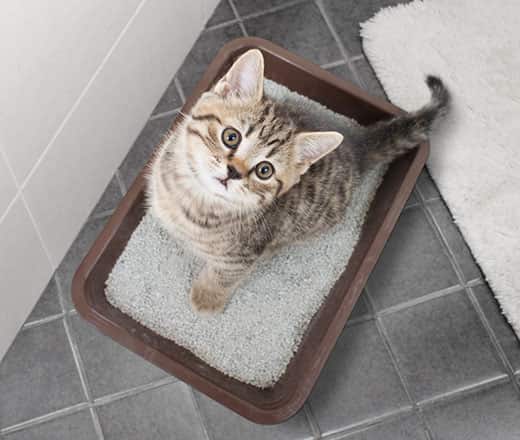 Striped tabby kitten sitting in litter box.