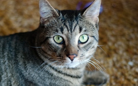 Tabby cat with green eyes laying on ground looking up.