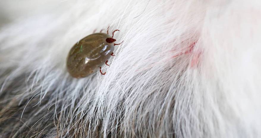 brown tick on white fur of a dog.