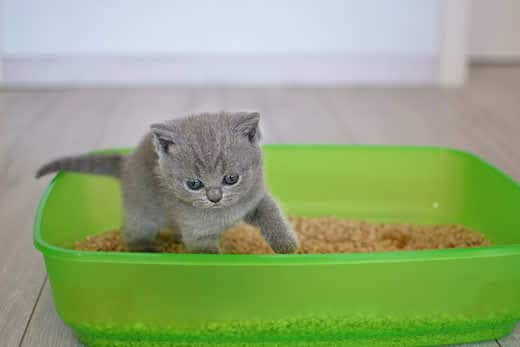 British blue kitten in green litter box.