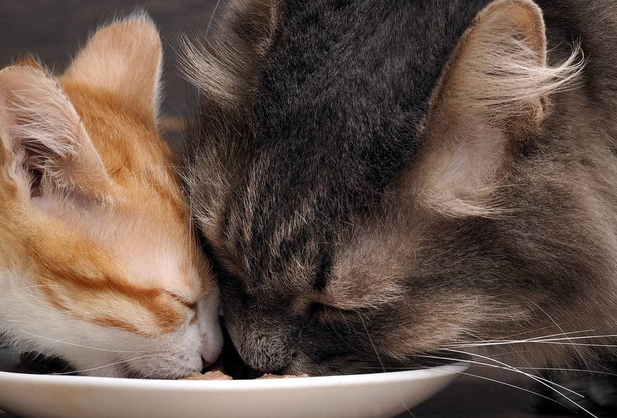 Two cats eat food off a white plate at the same time.