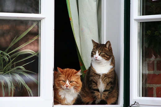 two cats sitting by the window and watches people