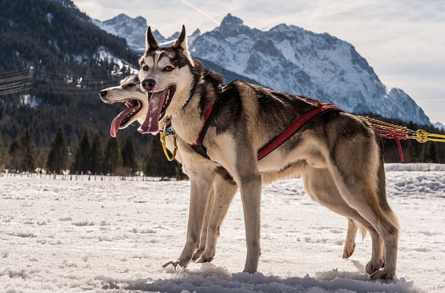 Two sled dogs in the snowy mountains