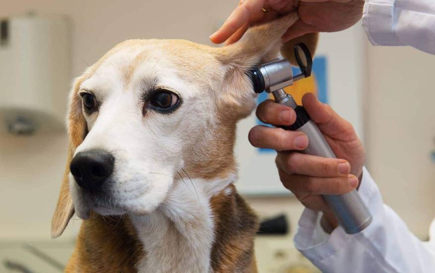 Beagle getting his ear examined by vet